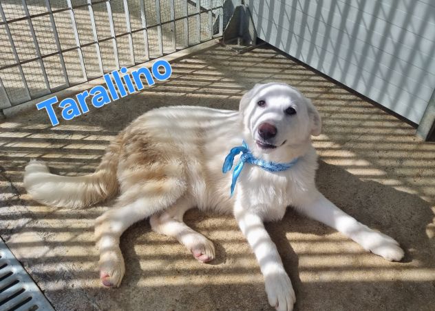 Cucciolo meraviglioso!!! - Foto 4