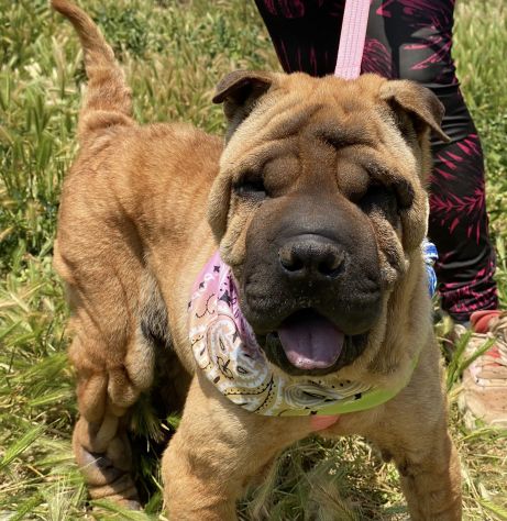 Anita simil Shar pei in adozione - Foto 7