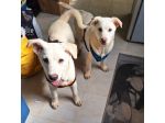 Mario è solo un cucciolo, non merita di morire in un canile.