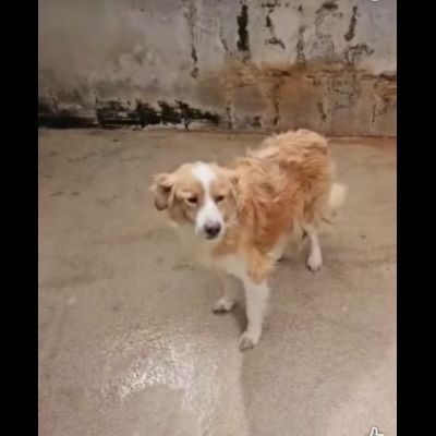 LILLO 15 KG DI TENEREZZA CAGNOLINO IN ADOZIONE - Foto 2