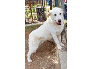 SUN: CANE IN ADOZIONE