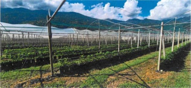 Immobile in asta di 30279 m² in vendita a Borgo Valsugana - Foto 2