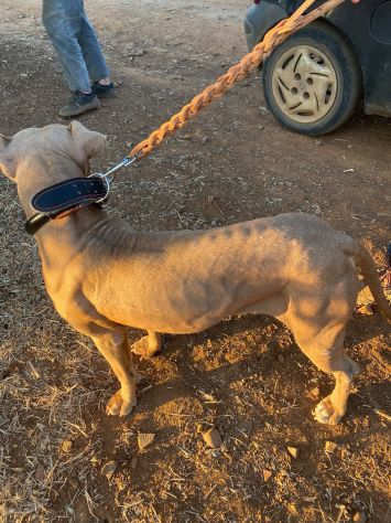 Pitbull Red Nose 2/3anni SALVATA CON 3CUCCIOLE 3MESI.COSENZA - Foto 7