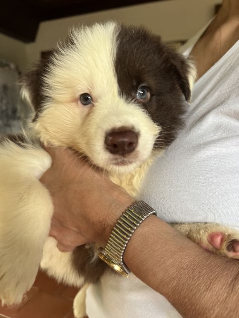 Cuccioli di Border Collie di alta genealogia - Foto 6