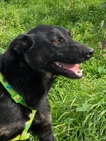 Amos da cucciolo vive in canile - Foto 5