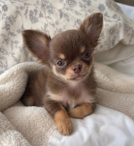 Chihuahua toy cuccioli disponibili - pagamento dilazionato - Foto 3