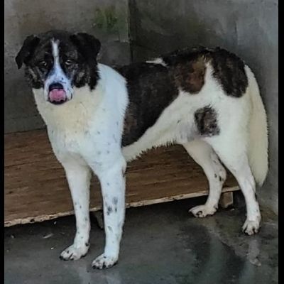 IL TEMPO PERDUTO DI DOC, CANE IN ADOZIONE - Foto 5