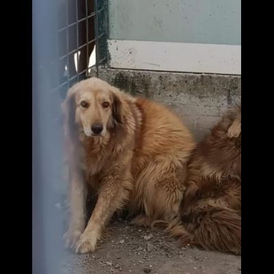 MERLINO E ANACLETO FRATELLI INSEPARABILI CANI IN ADOZIONE DI COPPIA - Foto 2