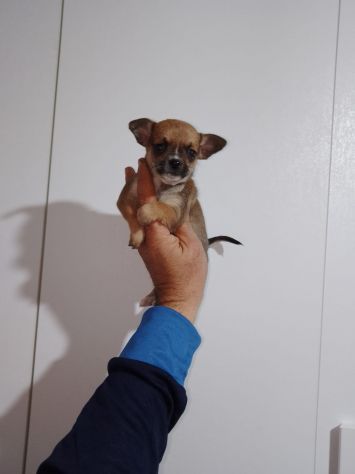 Chihuahua Toy micro