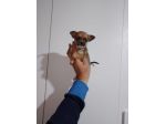Chihuahua Toy micro