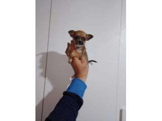 Chihuahua Toy micro
