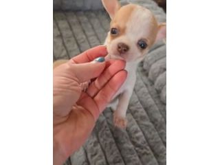Chihuahua femmina pedigree