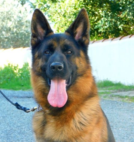 Cuccioli di Pastore Tedesco con pedigree Enci - Foto 2