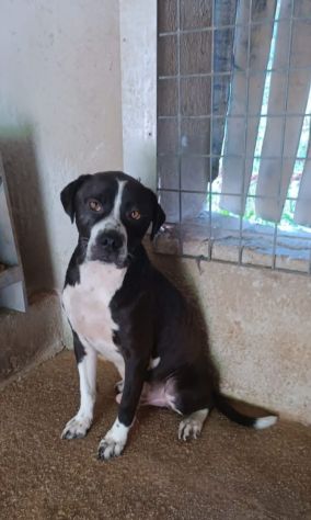 Cane in adozione DODO '