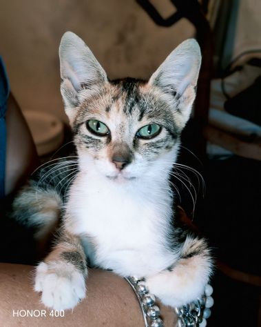 Regina, una gattina ancora da salvare... - Foto 2