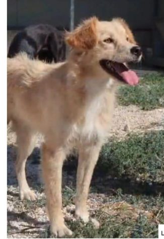 Femmina 3anni entrata in canile a 4 mesi .SOS PUGLIA