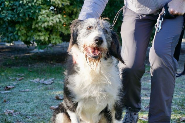 DRAGO, 9 ANNI, SI SEPARANO E LUI VIENE SBATTUTO IN CANILE.. CERCA CASA! - Foto 4
