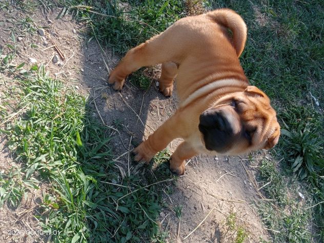 Shar Pei (cuccioli di SharPei) - Foto 7