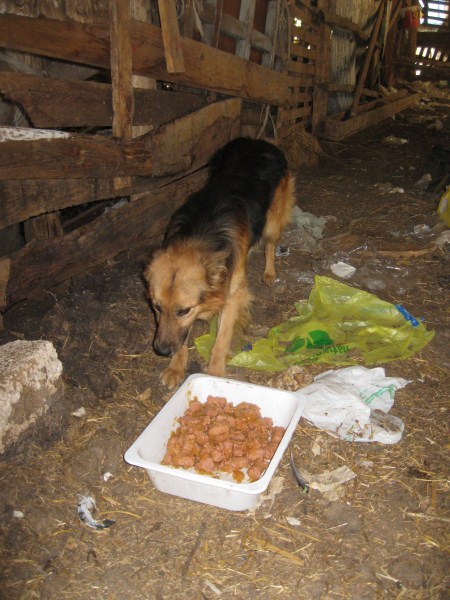 Lupetta dolcissima in pericolo - Foto 3