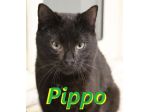 Pippo, picciotto meraviglioso