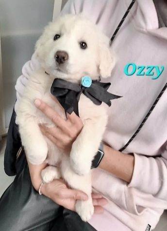 La dolcezza di OZZY aspetta il tuo Amore. Adottalo subito! - Foto 2