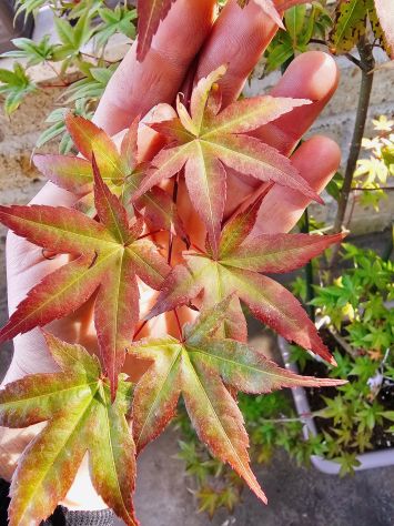 ACER PALMATUM DESHOJO (ANGUILLARA SABAZIA RM) - Foto 2