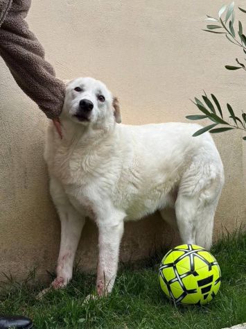 Consuelo: taglia grande, equilibrata, socievole
