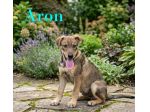 Aron e Jago cuccioli dolcissimi in adozione