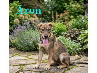 Aron e Jago cuccioli dolcissimi in adozione