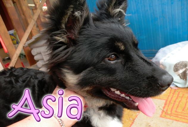 ASIA, stupenda lupetta di 5 mesi - Foto 7