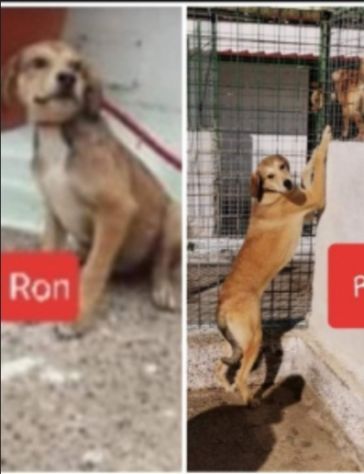 Buttati tra i rifiuti cuccioli da oltre 3anni chiusi h24 in box senza mai uscire - Foto 3