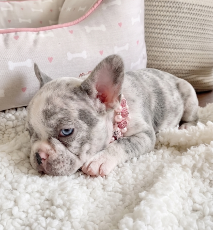BULLDOG FRANCESE CUCCIOLI TOP- FRENCH BOULEDOGUE MERLE pag dilazionato - Foto 2