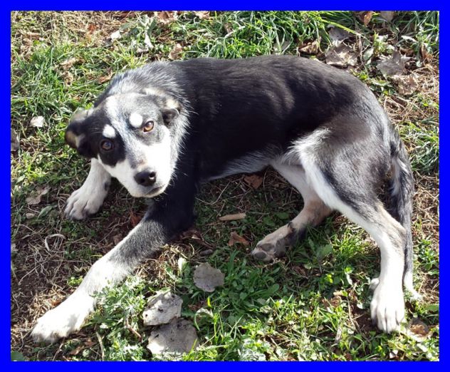DUMBO, SPLENDIDO CUCCIOLONE CERCA CASA - Foto 7
