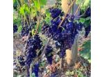 Azienda Agricola Fuocomuorto