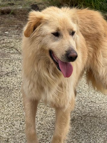 WHISKY e BIANCA, due cani bellissimi ma sfortunati - Foto 8