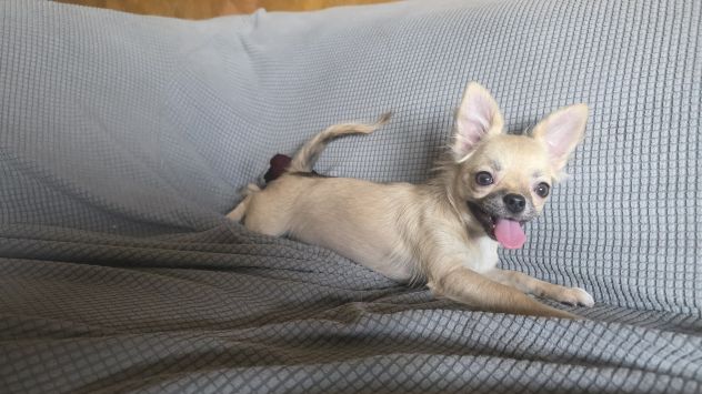 Chihuahua cuccioloni - Foto 2