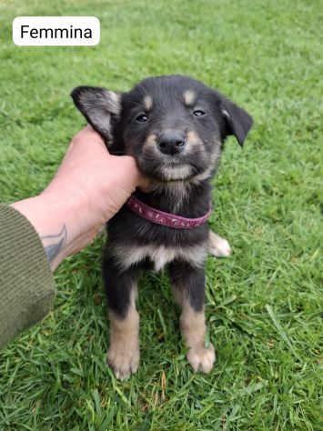 CUCCIOLI 2 MESI taglia media IN CANILE - Foto 3