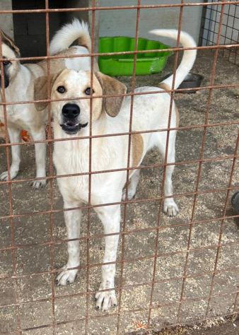 Carotino cucciolo in adozione - Foto 6
