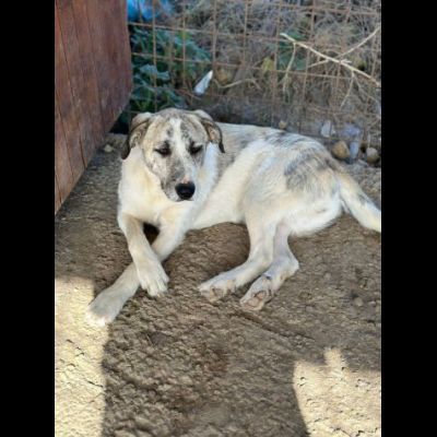 VALENTINO BELLISSIMO CUCCIOLONE IN ADOZIONE - Foto 8