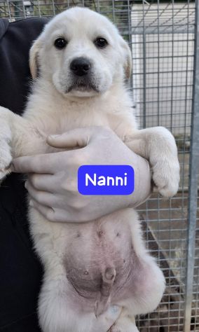 CUCCIOLI 3 MESI TAGLIA MEDIA GRANDE IN CANILE - Foto 3