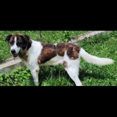 DOC LA DOLCEZZA, cane in adozione - Foto 3