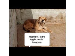 CANI IN ADOZIONE URGE AIUTARLI