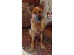 Femmina Pastore tedesco 6anni non può tornare in canile.PUGLIA
