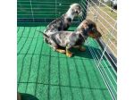 bassotti cuccioli toy