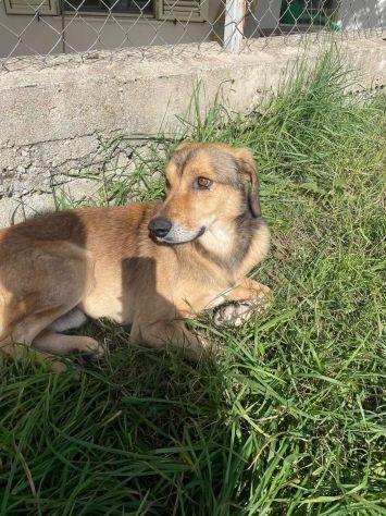 UGOLINO DOCILE, GLI PIACE FARSI COCCOLARE CAGNOLINO IN ADOZIONE - Foto 8