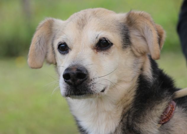 GENTILINO, tenero cagnolino - Foto 5