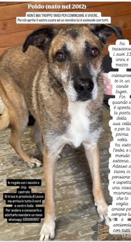 Poldo DOPO 12ANNI HA VISTO L ERBA ..SOS LECCO