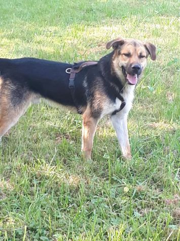 5anni mix Pastore Ted. dopo la catena senza 1tetto,da 2anni a BERGAMO - Foto 2