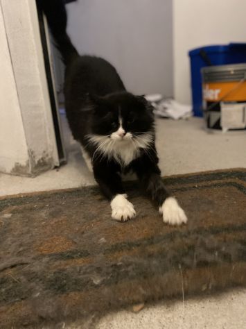 Regalo gattino adorabile