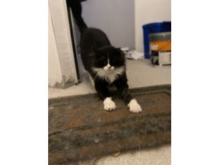 Regalo gattino adorabile
